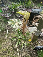 Tetrapanax Rex Rice Paper