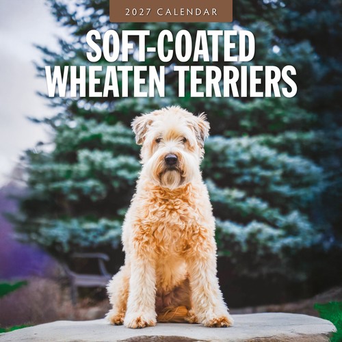Soft coated wheaten - soft-coated,
