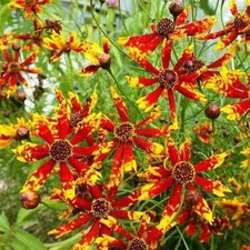Coreopsis tinctoria dwarf Radiata mixed 880 seeds+4"FREE REUSABLE PLANT LABEL