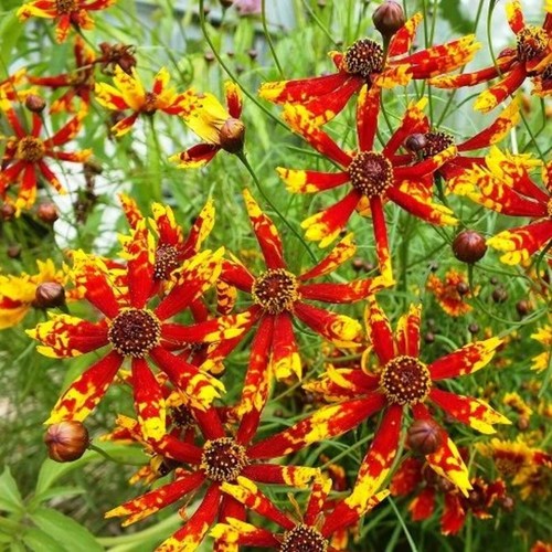 Coreopsis tinctoria dwarf