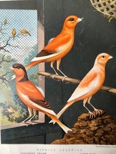 Antique Bird Lithograph Norfolk Canaries, J.W. Ludlow Print Cassell’s 1880