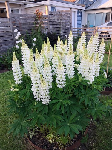 Lupin noble maiden white - noble,