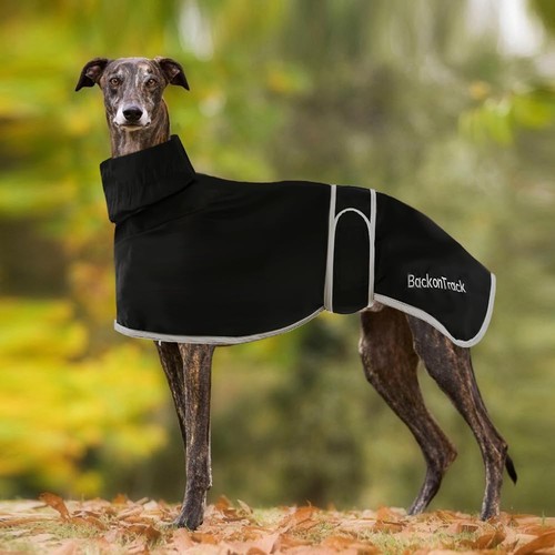 Whippet greyhound coats - whippet,
