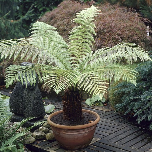 Tree fern 5ft - fern, (dicksonia
