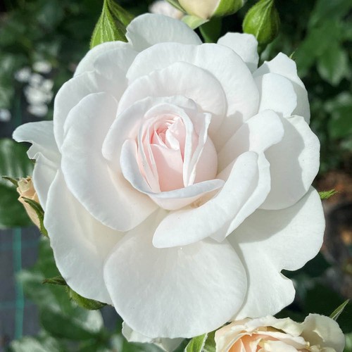 25th anniversary gift rose - 25th,