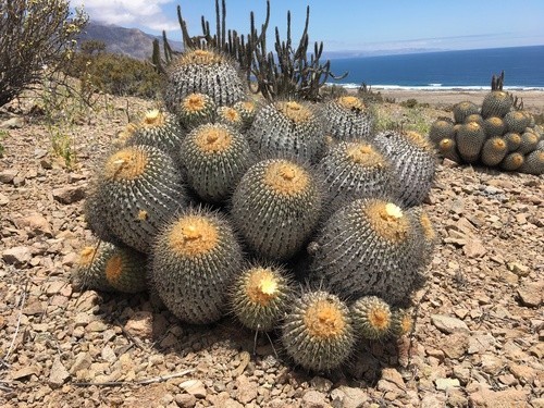 Copiapoa haseltoniana - copiapoa,