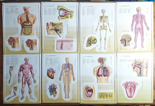 Vintage educational human - vintage,
