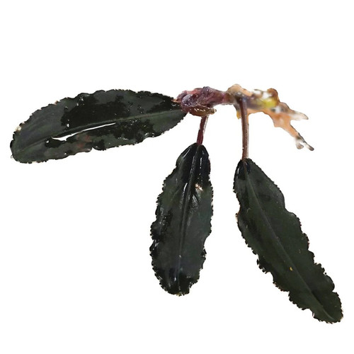 Bucephalandra brownie ghost - 'brownie, ghost'