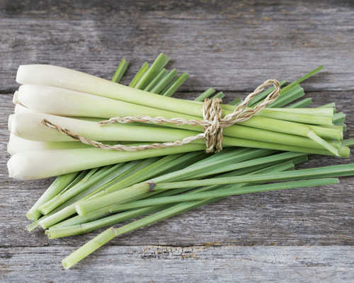 Lemon grass seeds grow - seeds, your