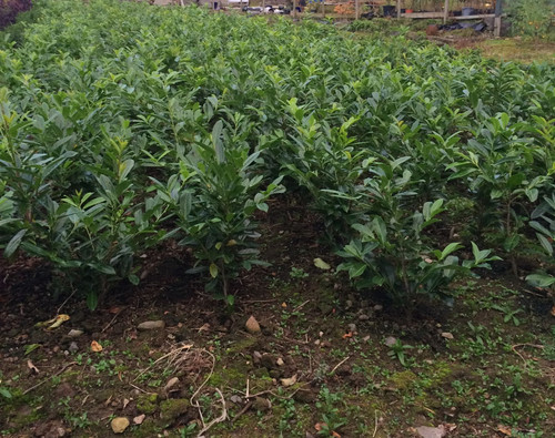 Cherry laurel 60cm potted - laurel,