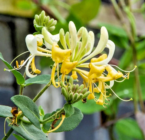 Lonicera hall prolific - lonicera,