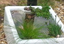 Wildlife pond starter pack. 4 x Marginal plants and 2 x oxygenating bunches.