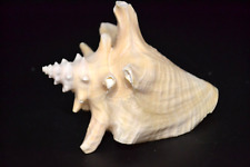 VINTAGE GIANT CONCH SHELL GENUINE NATURAL SPINY CONCH SEA SHELL 16CM LONG N9