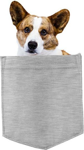 Cardigan welsh corgi - welsh, in