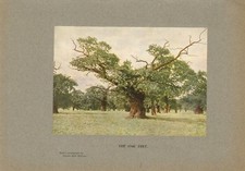 1907 original print - the oak tree  (charles reid wishaw )