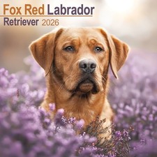 Labrador Retriever Fox Red