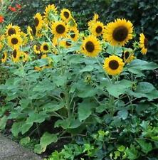 Sunflower Waooh! Multi-headed Variety, Masses of Flowers, Sow Mar-May 15 Seeds