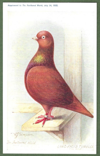 The feathered world aids - the,