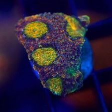 🌈☄️ Rainbow Acan