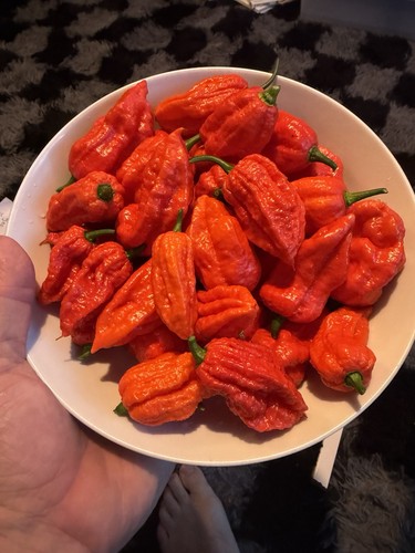 Embassy nagachilli pepper - nagachilli,