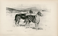 COLLIE SMOOTH RARE ANTIQUE