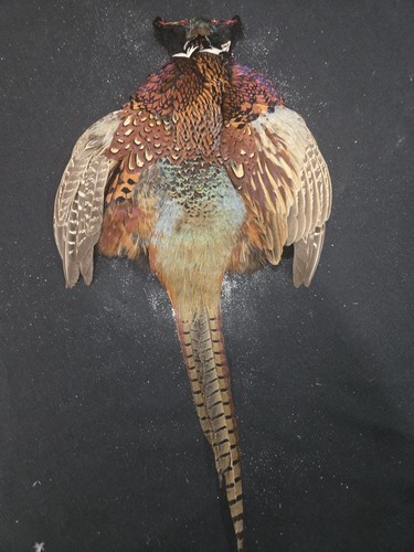 Rooster ringneck pheasant skin - ringneck,