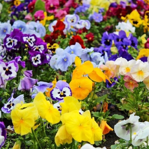 Pansies x18 matrix mixed - x18, |