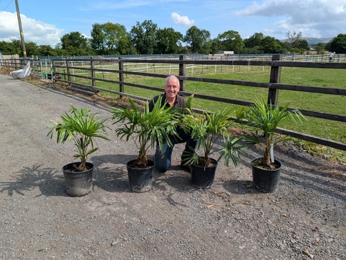 12ltr 3ft inc pot - 2.5-3ft,