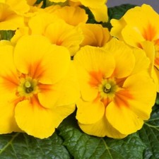 PRIMULA DANOVA GOLDEN YELLOW