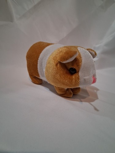 Animal hamster guinea - guinea, pig