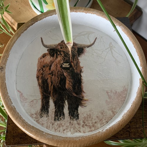 Highland cow recycled - highland,