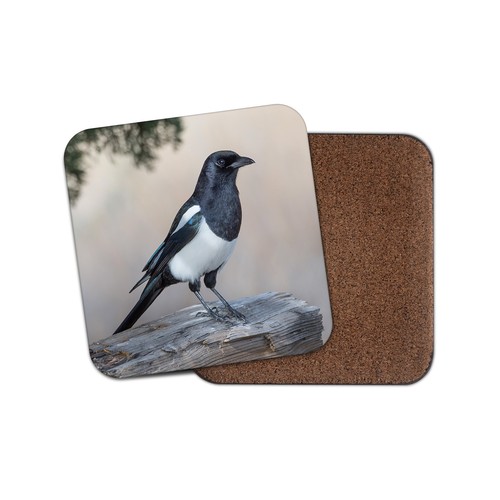 Beautiful magpie bird coaster - beautiful,
