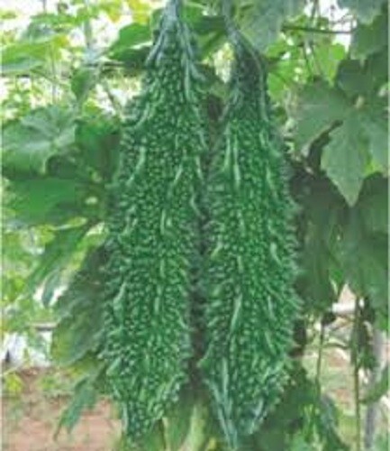 Indian magara bitter gourd - magara,