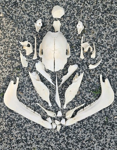 Beautiful pony skull - pony,