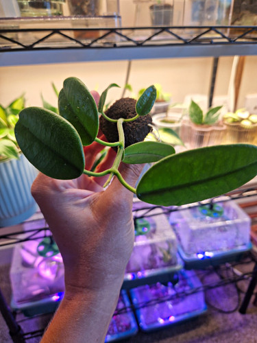 Rare hoya monette 3 - rare, 💚cv