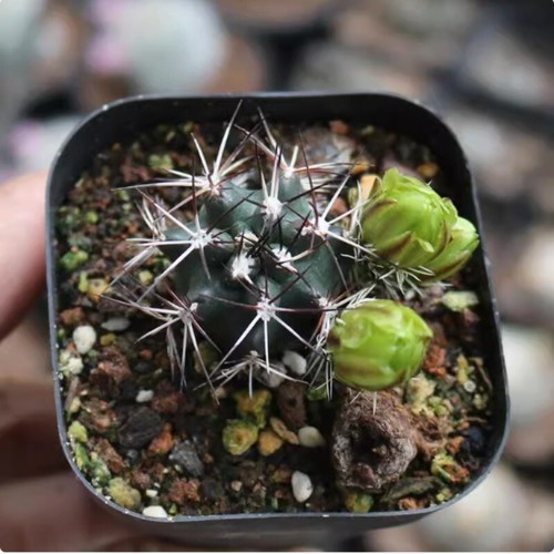 4cm cactus succulent plant - 3-4cm,