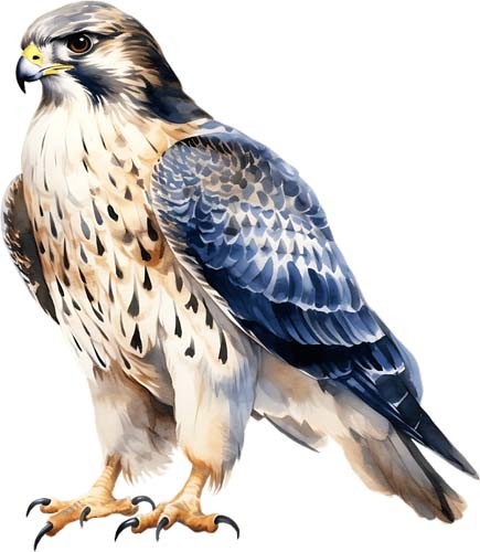 Watercolour falcon bird wall - falcon,