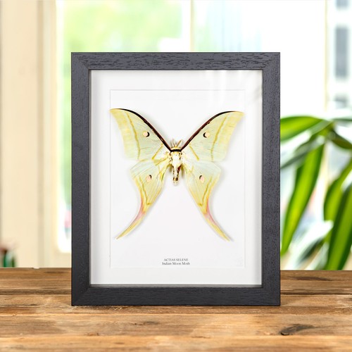 Indian moon taxidermy - taxidermy, moth