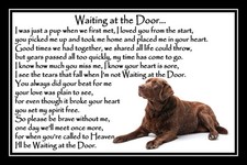 Chocolate brown labrador pet - chocolate,