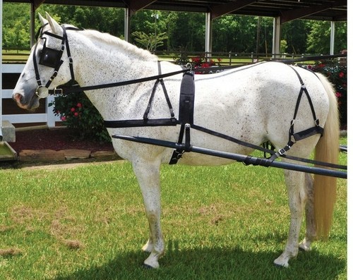 Cob horse driving - horse,