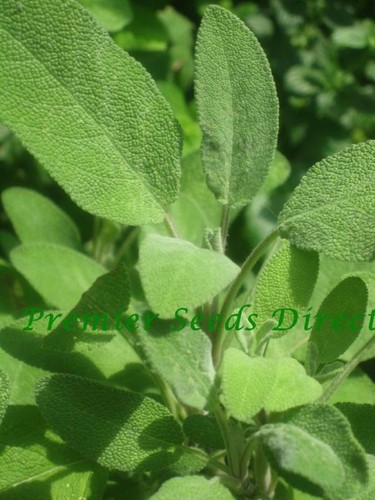 Herb sage broad leaved - , 250