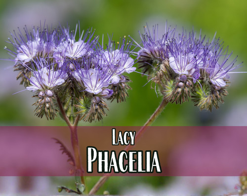 200 lacy phacelia seeds - 4,200+, |