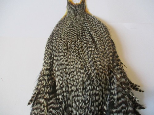 Metz cock cape genetic - , dark