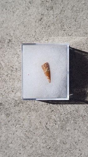 Fossil fish tooth from - fossil,