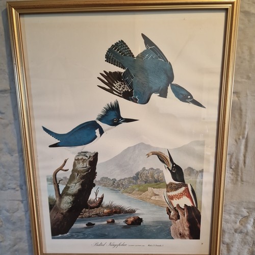 Vintage john audubon print - vintage,