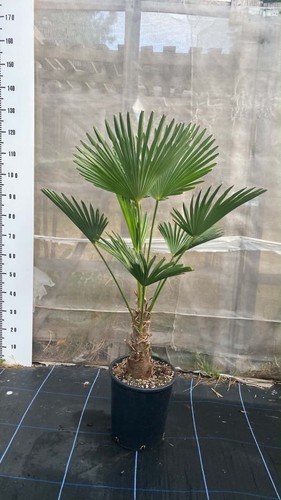 Trachycarpus wagnerianus palm