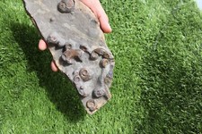 Rare Platyclymenia &