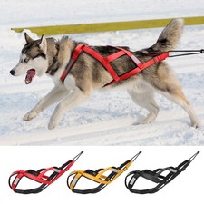 Sledding Dog Weight Pulling