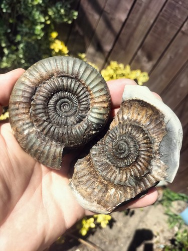 Quality dactylioceras - dactylioceras, sp