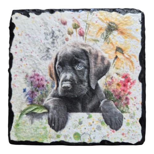 Labrador puppy slate - puppy, 1
